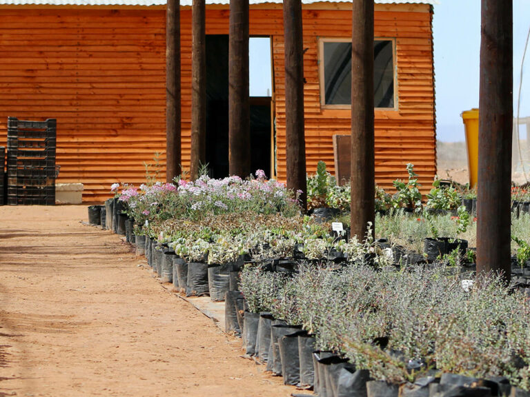 kgr-nursery-1