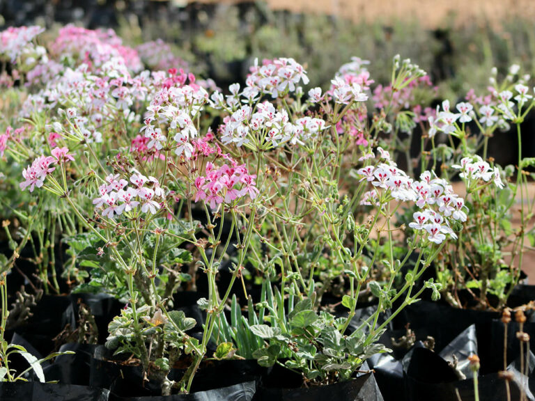 kgr-nursery-2